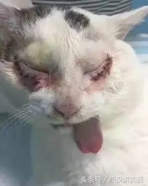 猫咪割双眼皮对比图,猫咪割双眼皮后对比