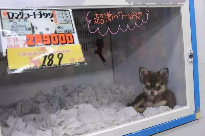 捕杀流浪猫狗的国家,大量捕杀流浪猫犯法吗