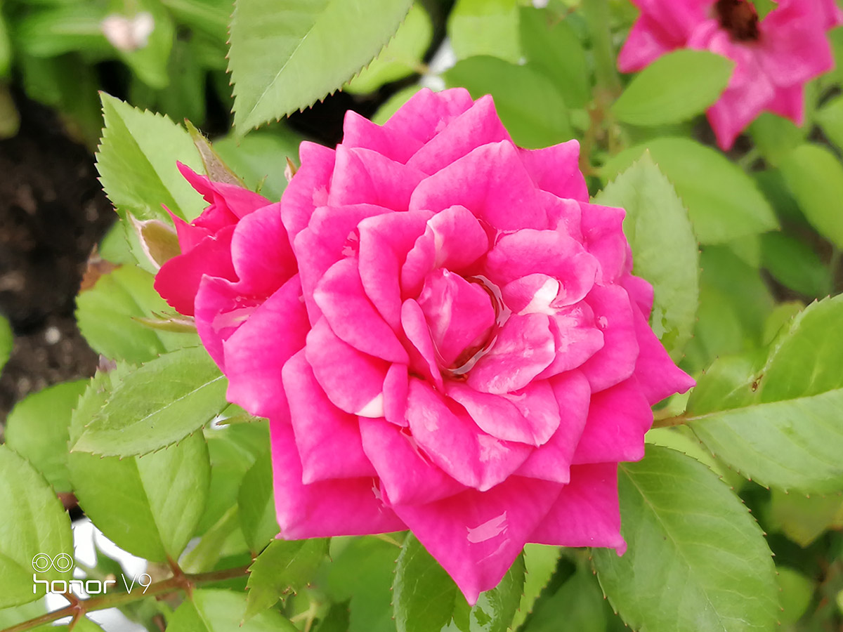 2599手机值得买吗,3599入手荣耀v40