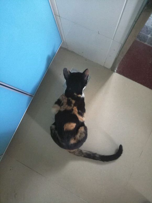 猫咪摔下七楼一瘸一拐状态很好,猫咪不慎从高楼坠落