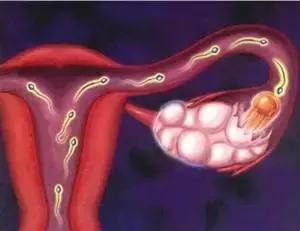 冷冻胚胎的优势和制定的标准,为什么要胚胎冷冻