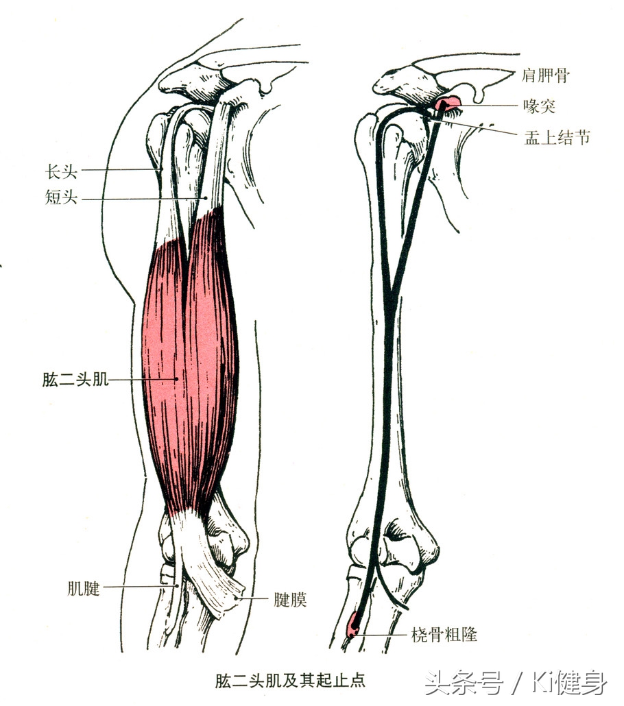 手臂的运动原理,手臂肌肉血管解剖图解