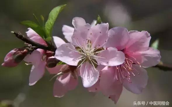 海棠落琼眸的出处,海棠落琼眸解析