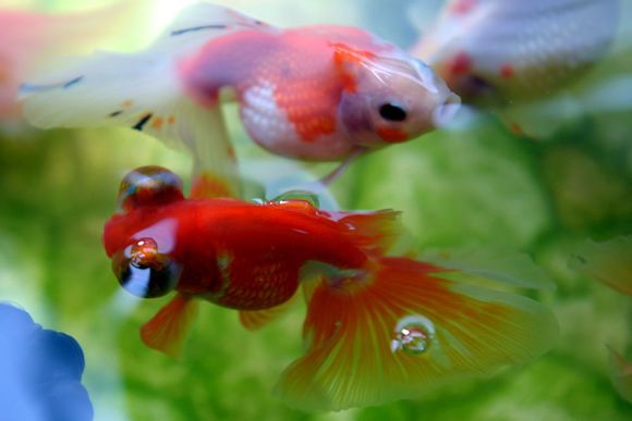 金鱼体色变化的原因,金鱼保色方法