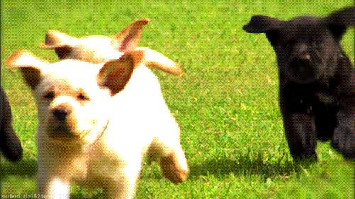 母狗验孕酮时数值多少输精最合适,母狗雌激素怎么测