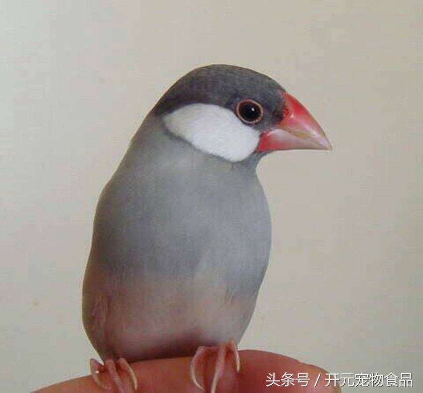 开元宠物食品旗舰店工厂,开元宠物鸟粮