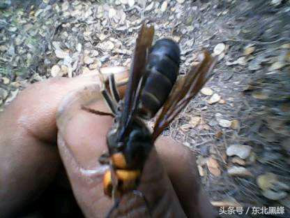 胡蜂种类名字图片大全,不同种类的黄脚胡蜂