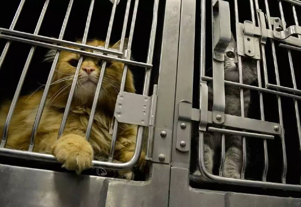 捕杀流浪猫狗的国家,大量捕杀流浪猫犯法吗