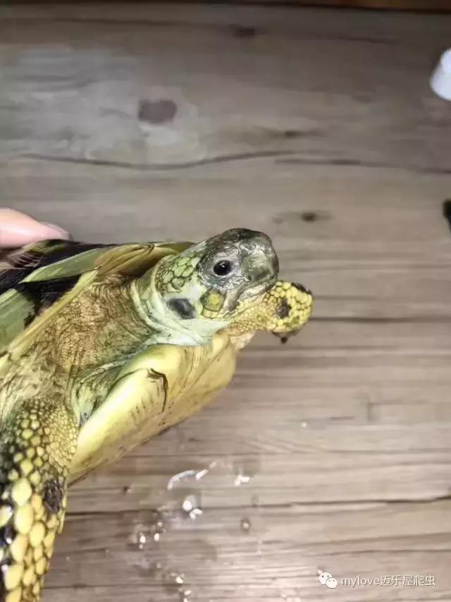 赫曼怎么繁殖,赫曼什么时候繁殖