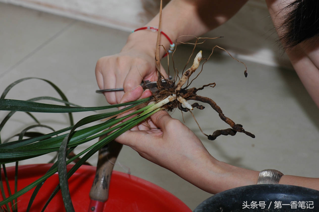 颗粒植料上盆养兰视频,滇西养兰人讲兰花上盆