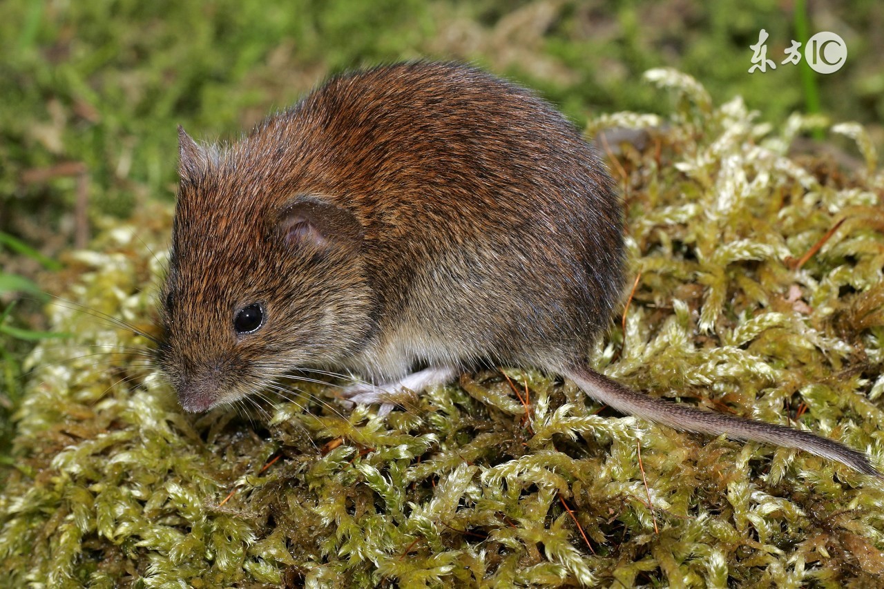 属鼠的性格,属鼠的性格语录