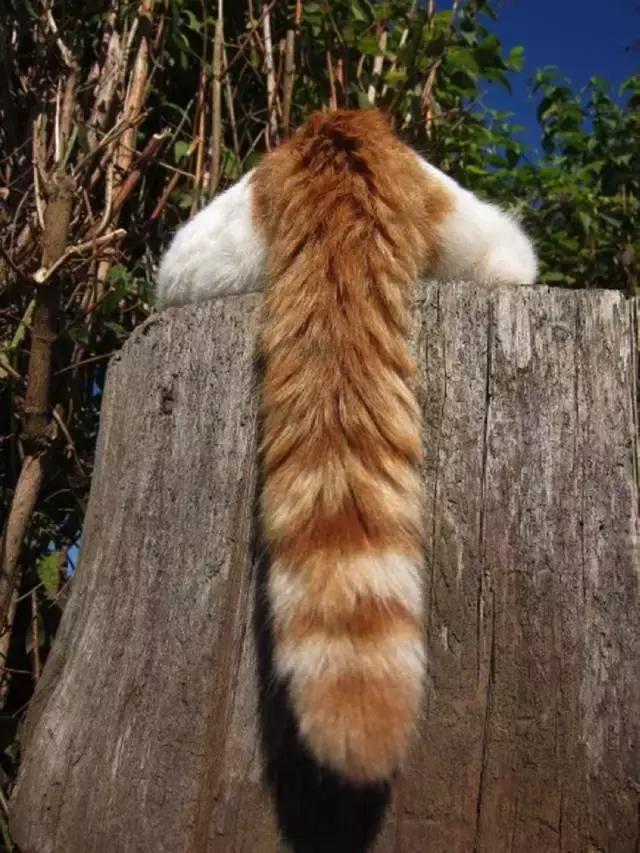 撸猫需谨慎正确亲密接触猫主子,撸猫的时候猫咪是怎么想的