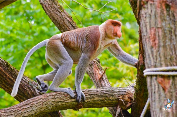 探寻野生动物,野生长鼻猴