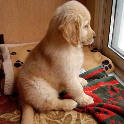 盘点十二星座对应的宠物都是什么,十二星座的专属宠物的图片