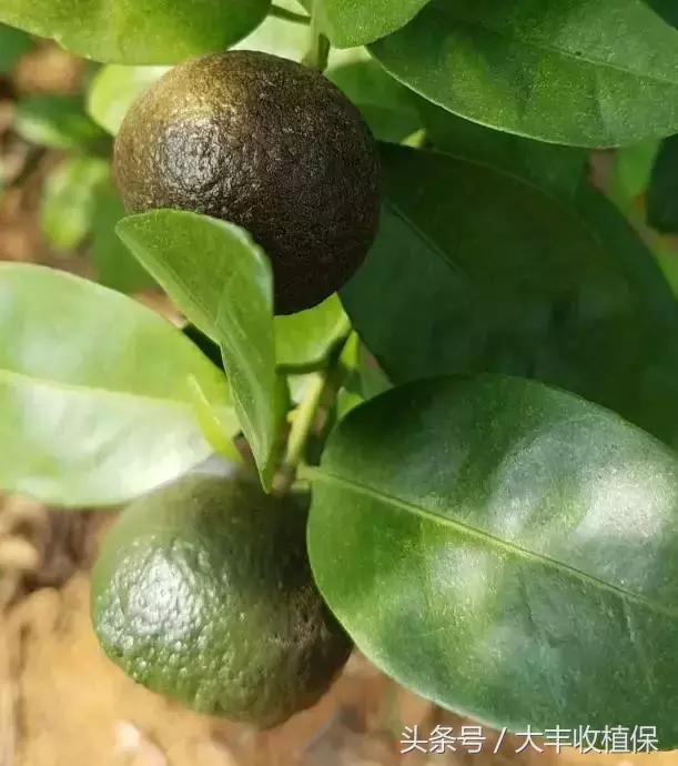 柑橘锈壁虱爆发期来临,柑橘锈皮虱什么时候防治