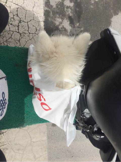 萨摩耶被挑染,萨摩耶细小治疗全过程