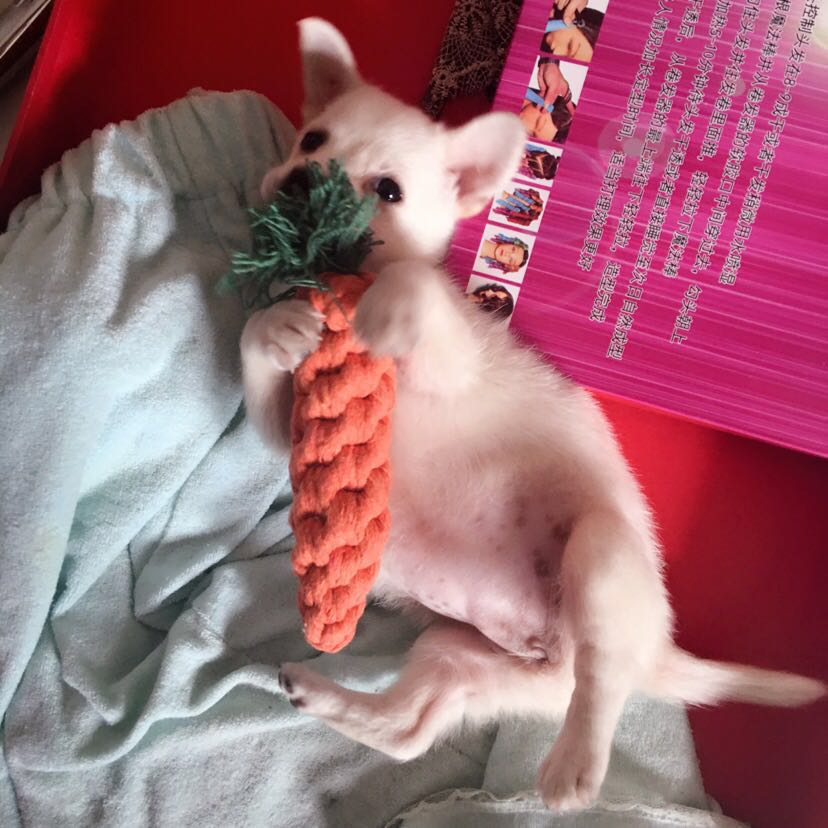 如何教小型犬大小便,解决狗狗大小便的小技巧和工具