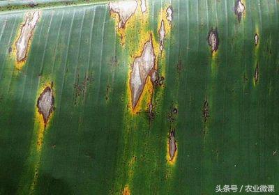 专治香蕉黄叶病的特效药视频,香蕉得了黄叶病后还可以种活吗
