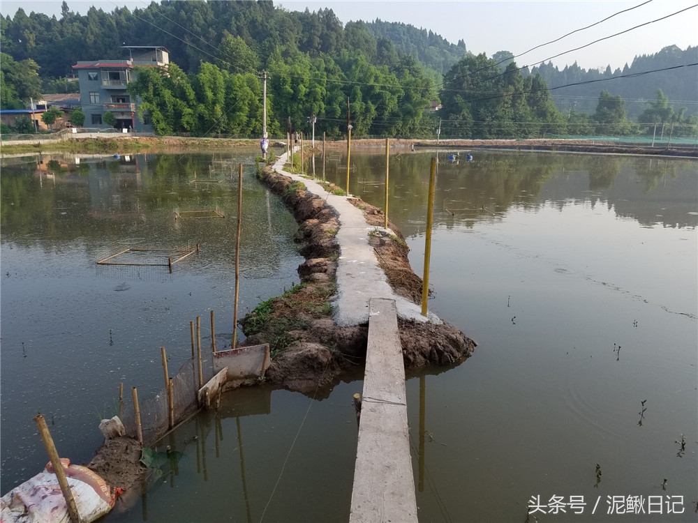 农村池塘养殖鲫鱼前景如何,泥鳅跟鲫鱼混养