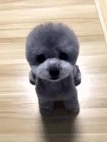 两只泰迪一红一灰,两只泰迪一蹦一跳