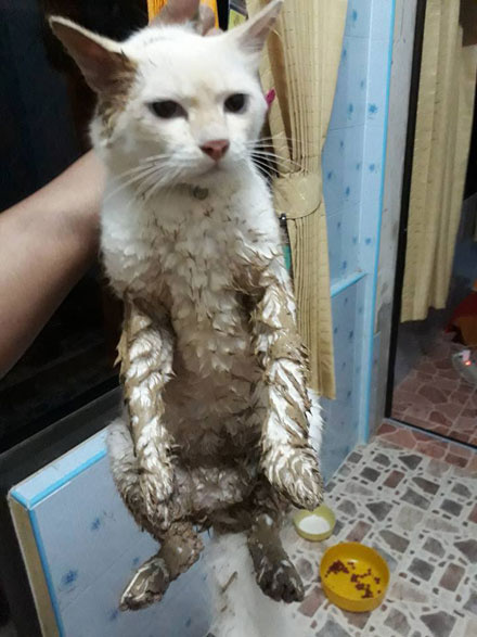 给猫咪敷面膜,猫咪面膜