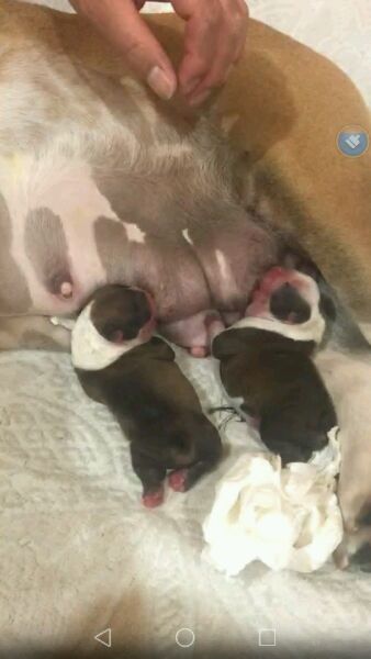 法斗和柯基能生出来什么,柯基和法斗生出的狗狗