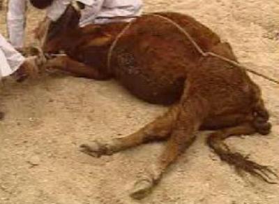 牛怎么治才能彻底根治,养牛户如何做好牛病预防