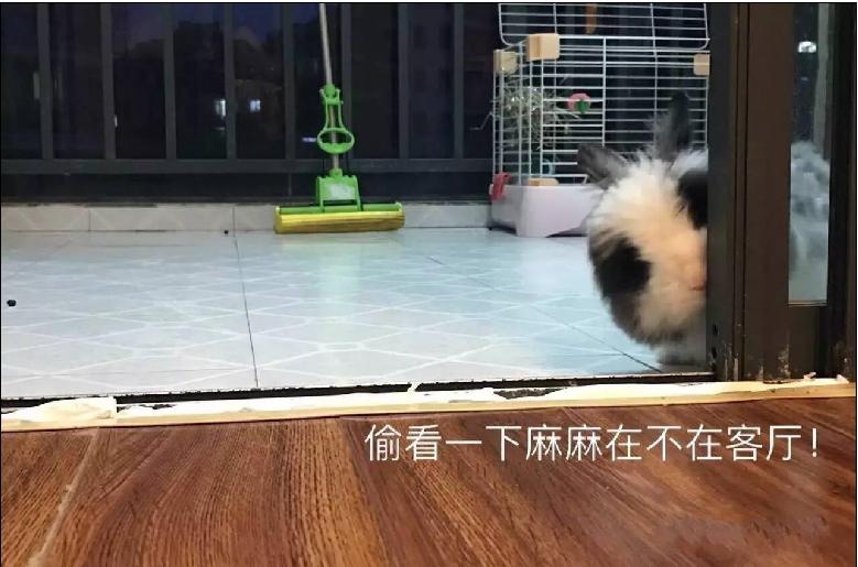 宠物篇-兔子1：想不想养一只甜馨同款的小兔兔呢~来来来~这里有大量萌兔奉上~