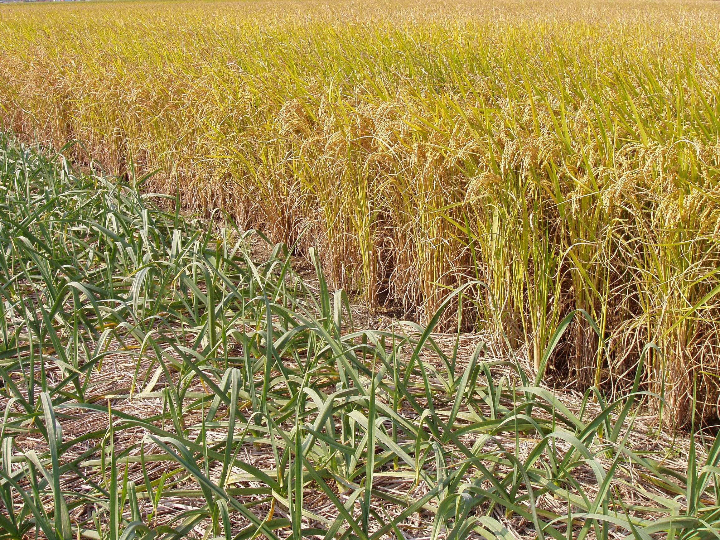 道德经妙解导读与分享,道德经解读大全经典版