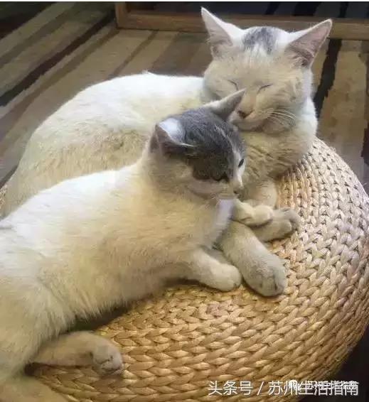 撸猫撸狗好去处苏州,苏州可以撸猫的园