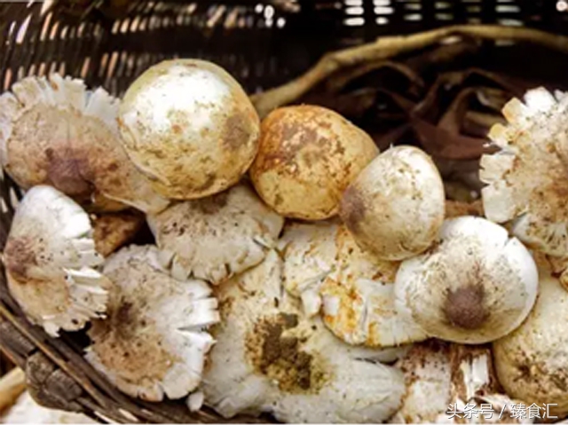 野生菌的食用与安全,野生菌安全吃法