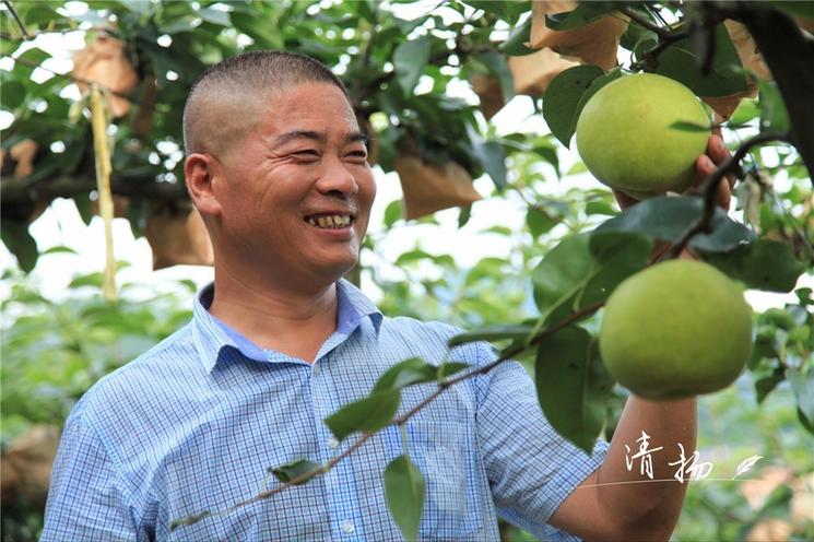 18年的田间记录，书写G20特供蜜梨的成长历程