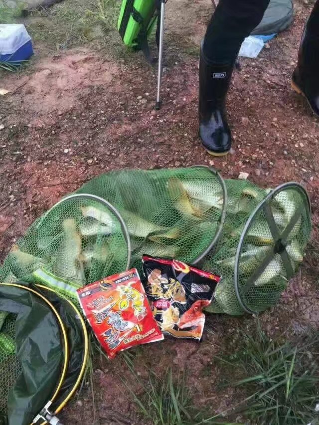 金龙经典饵料,媲美商品饵的鱼饵