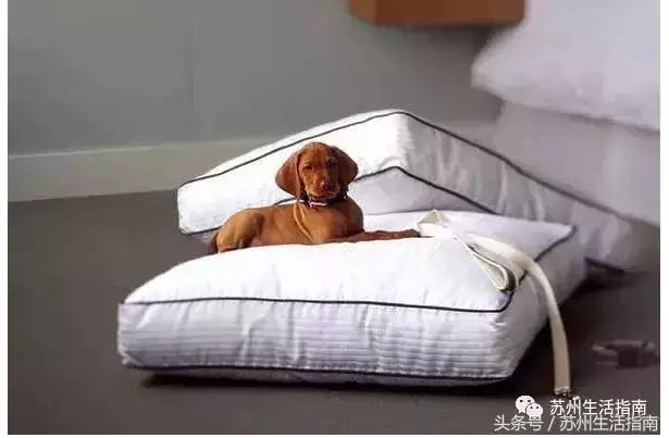 撸猫撸狗好去处苏州,苏州可以撸猫的园