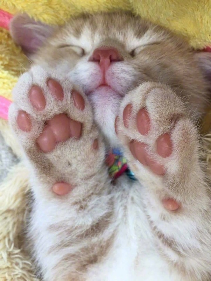 橘猫奇怪睡姿,橘猫睡了一觉