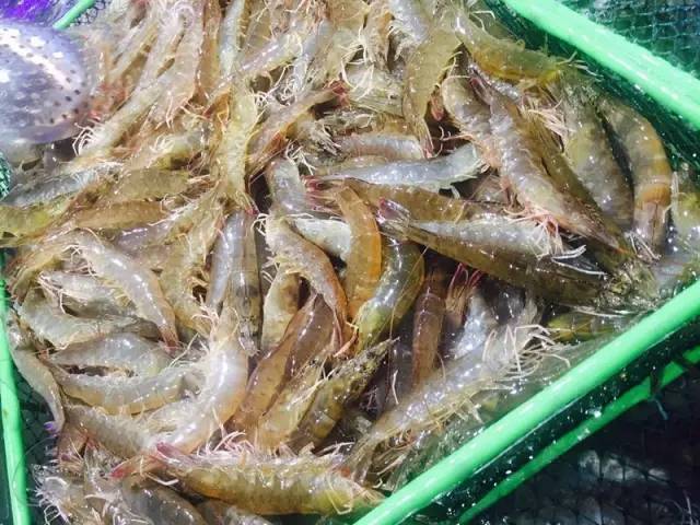 听说马云开了家作妖儿的水族馆，全城的大人都带着小孩冲过去了