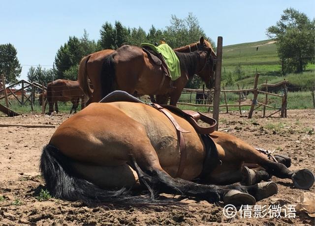 倩影留痕｜承德·丰宁坝上草原游记