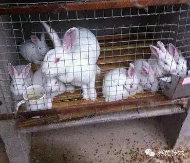 夏季母兔要不要淘汰,母兔难产了怎么处理