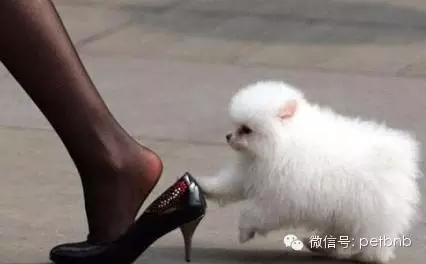 狗狗假孕和真孕的辨别,狗狗怀孕有白带正常吗