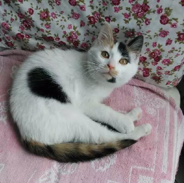 2022上海宠物领养中心官网,上海宠物领养日申请领养概率