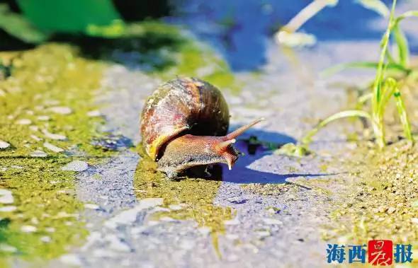 路边常见的蜗牛是否有毒性,路边发现巨大蜗牛有毒吗