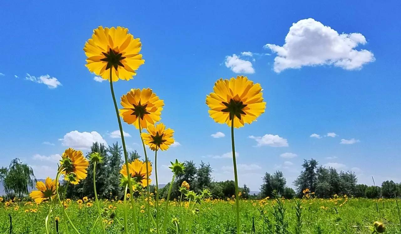 「头条」在金沙岛拍张照片就能免费获得iPhone8等大牌手机，速来看……