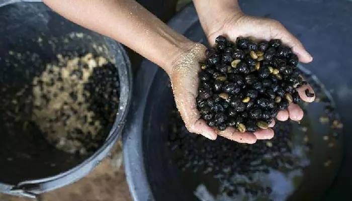 「泰·好食」作为咖迷,这些泰国咖啡文化您得知道