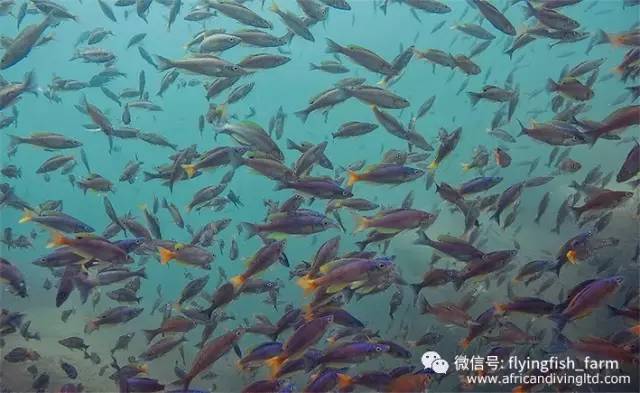 什么叫口孵,口字偏旁的秘密