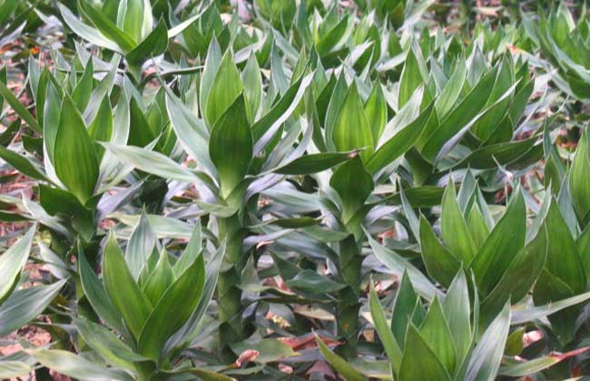 如何养好观音竹叶子不会变黄,观音竹叶子发黄怎么修剪