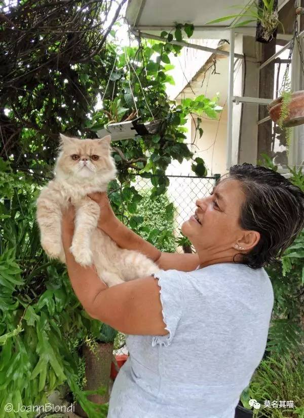 哈瓦那棕猫幼猫,哈瓦那棕猫贵吗值得养吗