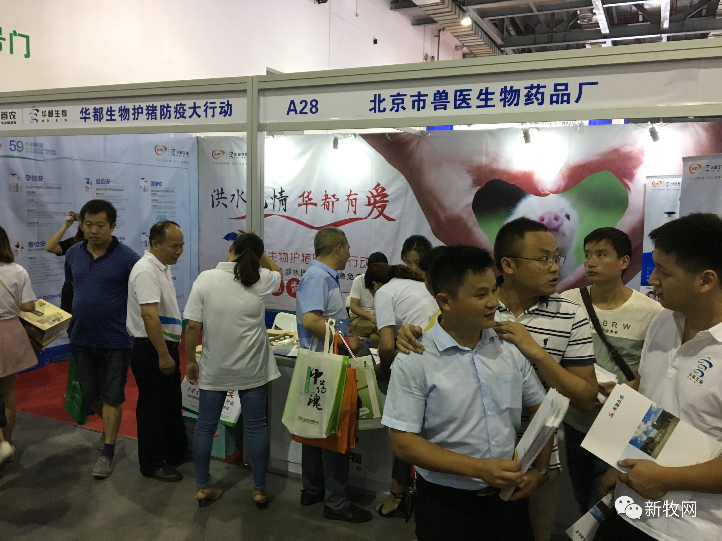 赞！华都生物疫苗免费送，江西首日惠及三千多头母猪