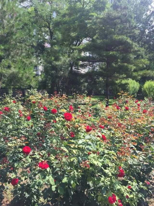 关于园区灭虫通知,昌平灭虫