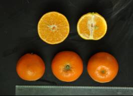 柑橘新优良种类,柑橘新品种介绍视频