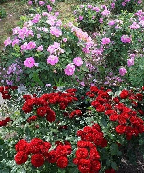 月季和玫瑰的区别在哪里呢,玫瑰与月季的区别在哪里